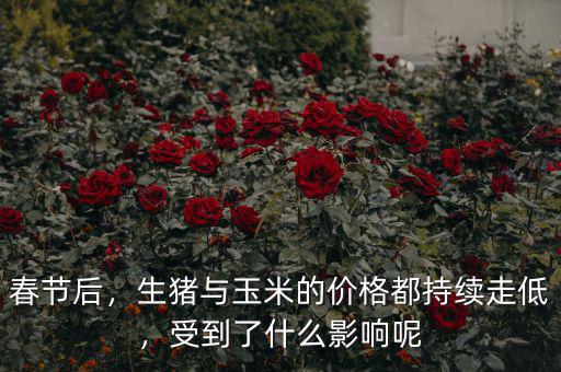 春節(jié)后，生豬與玉米的價(jià)格都持續(xù)走低，受到了什么影響呢
