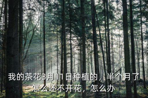 赤天3月11號怎么了,半個(gè)月了怎么還不開花