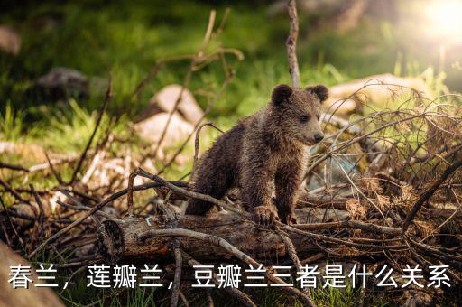 春蘭，蓮瓣蘭，豆瓣蘭三者是什么關系