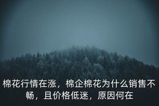 棉花行情在漲，棉企棉花為什么銷售不暢，且價格低迷，原因何在