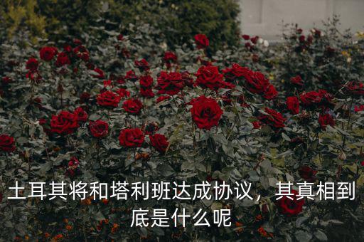 土耳其將和塔利班達(dá)成協(xié)議，其真相到底是什么呢