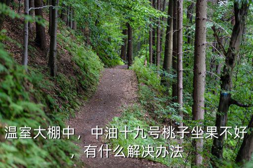 溫室大棚中，中油十九號桃子坐果不好，有什么解決辦法