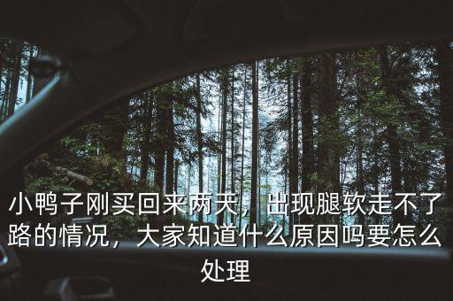 小鴨子剛買回來兩天，出現(xiàn)腿軟走不了路的情況，大家知道什么原因嗎要怎么處理
