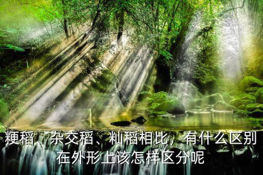 粳稻、雜交稻、秈稻相比，有什么區(qū)別在外形上該怎樣區(qū)分呢