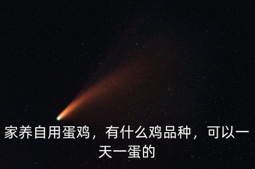 家養(yǎng)自用蛋雞，有什么雞品種，可以一天一蛋的