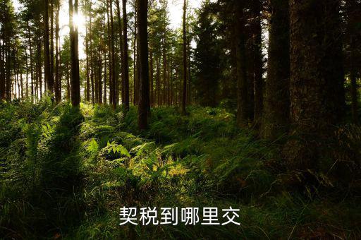 契稅可以在什么地方交，契稅到哪里交