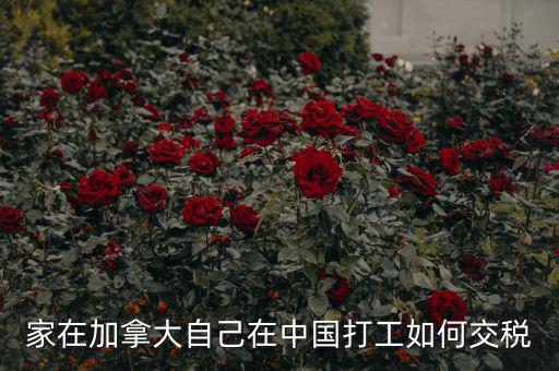 加拿大如何征稅，注冊加拿大公司怎么報稅