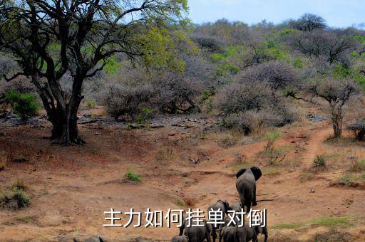 怎么判斷主力對敲,盤中直播學堂（四）:掃貨需要三大要素