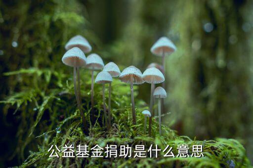 公益金是什么意思，公益基金捐助是什么意思