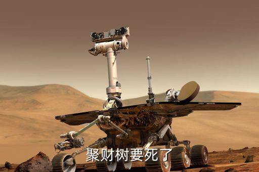 聚才樹能用什么肥，聚財樹要死了