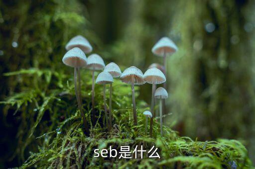 SEB需求挖掘分別指什么，sebtiment什么意思