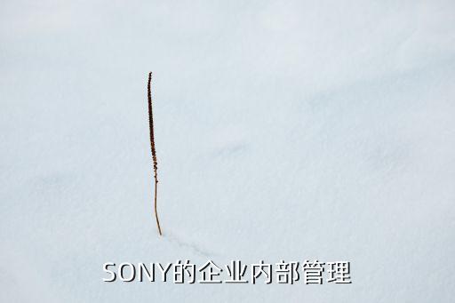 索尼中國(guó)戰(zhàn)略部,索尼的STP戰(zhàn)略分析