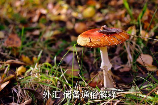 中國外匯儲備的來源結構與政策含義