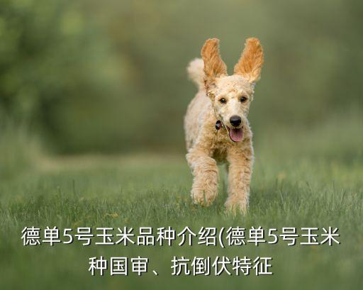 德單5號(hào)玉米品種介紹(德單5號(hào)玉米種國審、抗倒伏特征